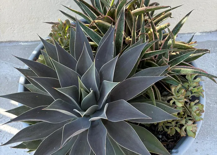 La Siesta * 阿尔马拉达